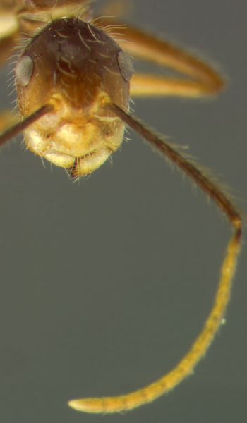 Media type: image; Entomology 21520   Aspect: head frontal view